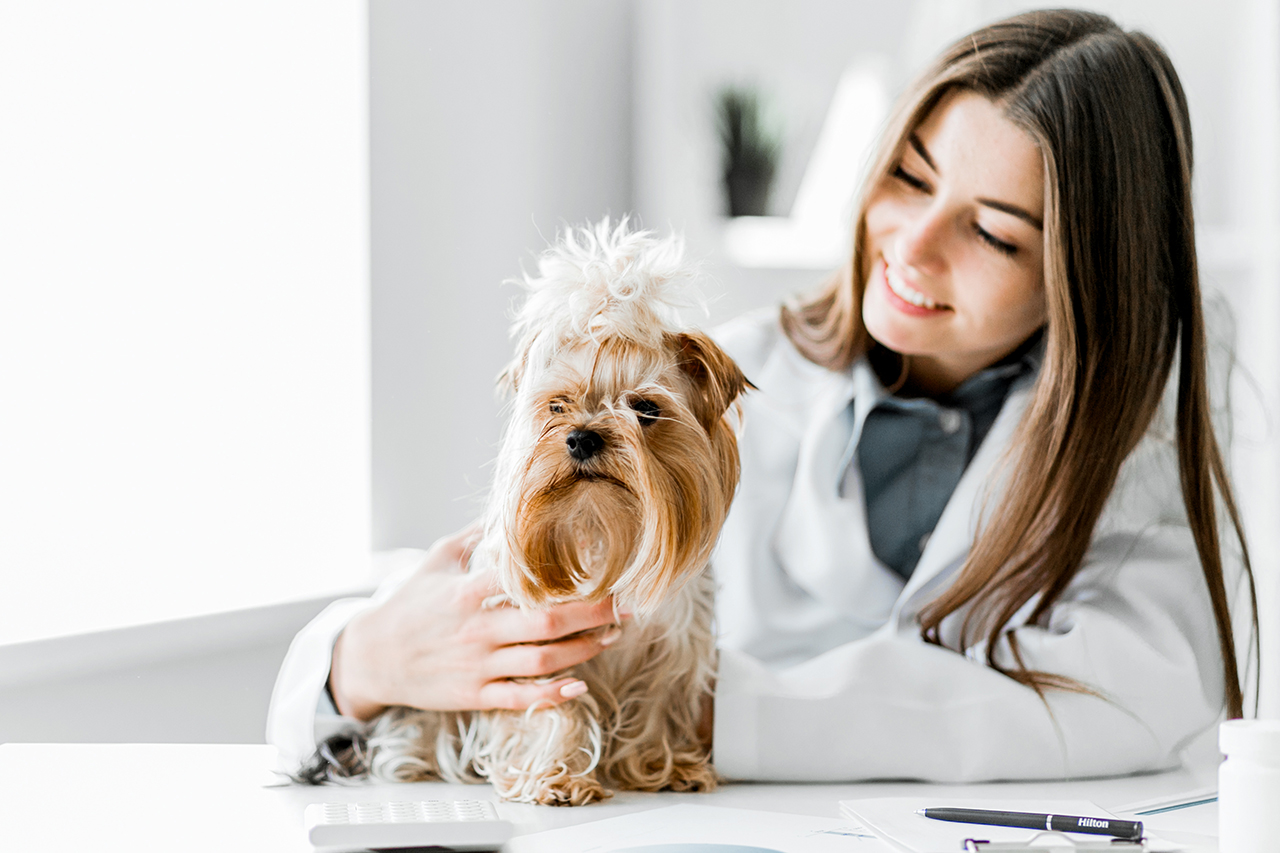 Momentum Veterinary Advisors Start Your Own Practice